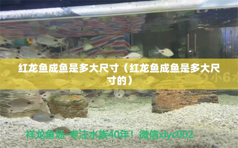 紅龍魚成魚是多大尺寸（紅龍魚成魚是多大尺寸的） 印尼紅龍魚