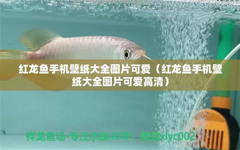 紅龍魚手機(jī)壁紙大全圖片可愛（紅龍魚手機(jī)壁紙大全圖片可愛高清）