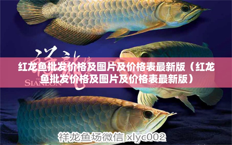 紅龍魚批發(fā)價格及圖片及價格表最新版（紅龍魚批發(fā)價格及圖片及價格表最新版）