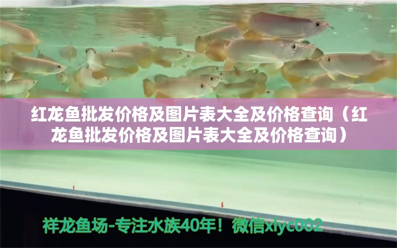 紅龍魚批發(fā)價格及圖片表大全及價格查詢（紅龍魚批發(fā)價格及圖片表大全及價格查詢） 龍魚批發(fā)