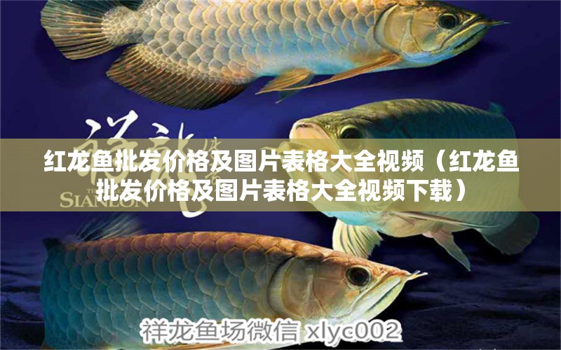 紅龍魚批發(fā)價格及圖片表格大全視頻（紅龍魚批發(fā)價格及圖片表格大全視頻下載） 龍魚批發(fā)