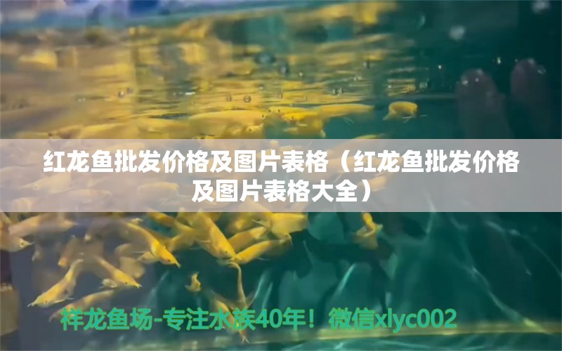 紅龍魚批發(fā)價格及圖片表格（紅龍魚批發(fā)價格及圖片表格大全）