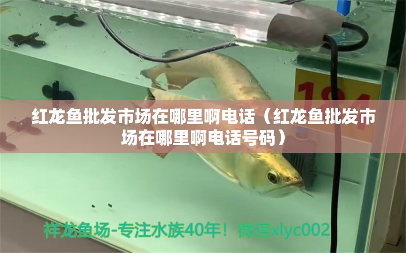 紅龍魚(yú)批發(fā)市場(chǎng)在哪里啊電話（紅龍魚(yú)批發(fā)市場(chǎng)在哪里啊電話號(hào)碼） 龍魚(yú)批發(fā)