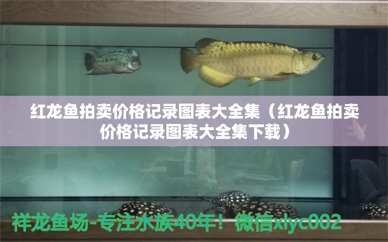 紅龍魚拍賣價(jià)格記錄圖表大全集（紅龍魚拍賣價(jià)格記錄圖表大全集下載）