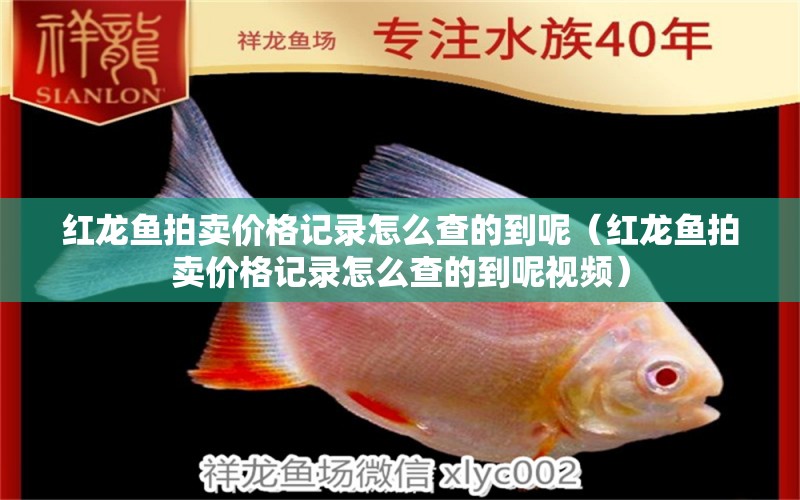 紅龍魚拍賣價格記錄怎么查的到呢（紅龍魚拍賣價格記錄怎么查的到呢視頻） 龍魚百科