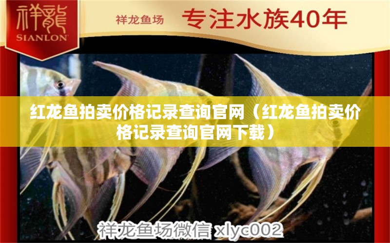 紅龍魚拍賣價(jià)格記錄查詢官網(wǎng)（紅龍魚拍賣價(jià)格記錄查詢官網(wǎng)下載）