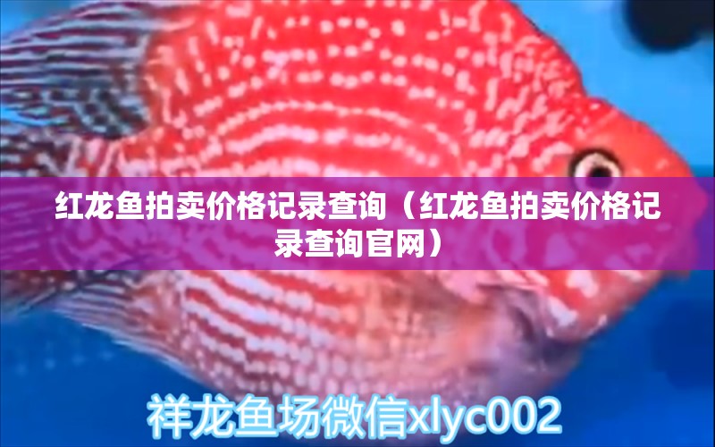 紅龍魚(yú)拍賣(mài)價(jià)格記錄查詢（紅龍魚(yú)拍賣(mài)價(jià)格記錄查詢官網(wǎng)）