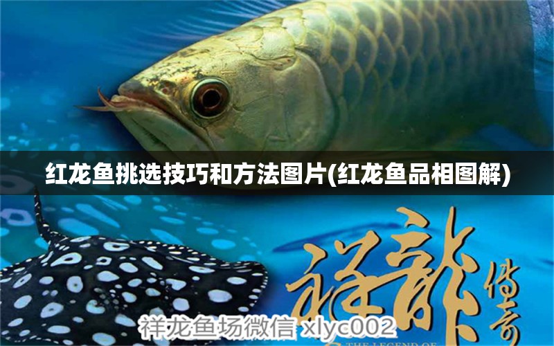 紅龍魚挑選技巧和方法圖片(紅龍魚品相圖解) 玫瑰銀版魚