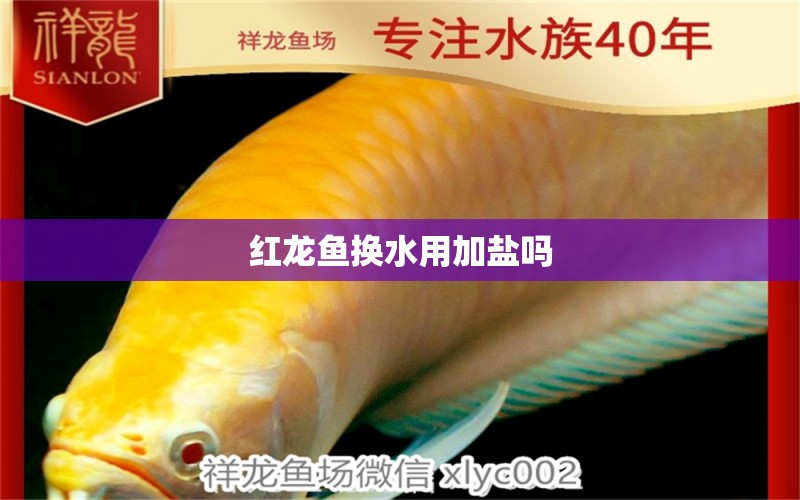 紅龍魚換水用加鹽嗎 龍魚批發(fā)