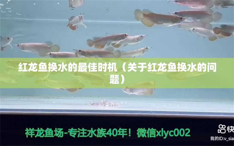 紅龍魚換水的最佳時機（關(guān)于紅龍魚換水的問題） 水族問答 第1張