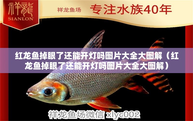 紅龍魚掉眼了還能開燈嗎圖片大全大圖解（紅龍魚掉眼了還能開燈嗎圖片大全大圖解）