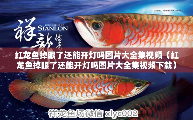 紅龍魚掉眼了還能開燈嗎圖片大全集視頻（紅龍魚掉眼了還能開燈嗎圖片大全集視頻下載）