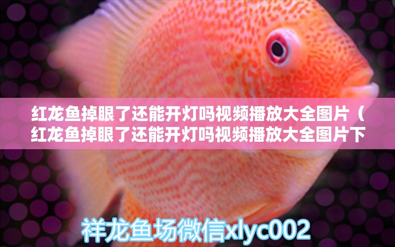 紅龍魚掉眼了還能開燈嗎視頻播放大全圖片（紅龍魚掉眼了還能開燈嗎視頻播放大全圖片下載）