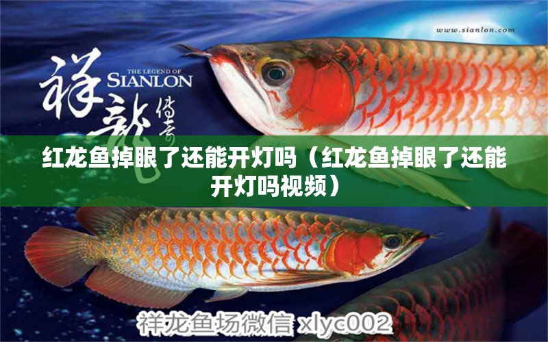 紅龍魚掉眼了還能開燈嗎（紅龍魚掉眼了還能開燈嗎視頻）