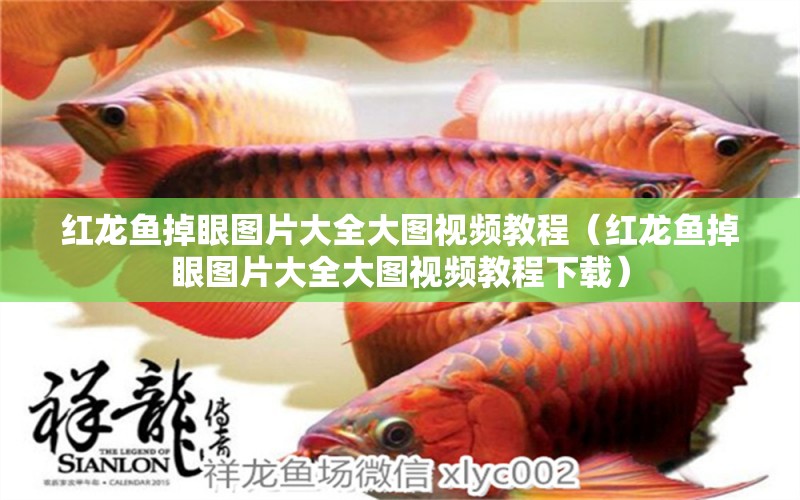 紅龍魚掉眼圖片大全大圖視頻教程（紅龍魚掉眼圖片大全大圖視頻教程下載）