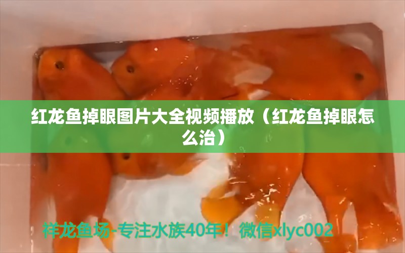 紅龍魚掉眼圖片大全視頻播放（紅龍魚掉眼怎么治）