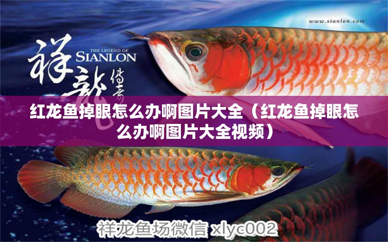 紅龍魚掉眼怎么辦啊圖片大全（紅龍魚掉眼怎么辦啊圖片大全視頻）