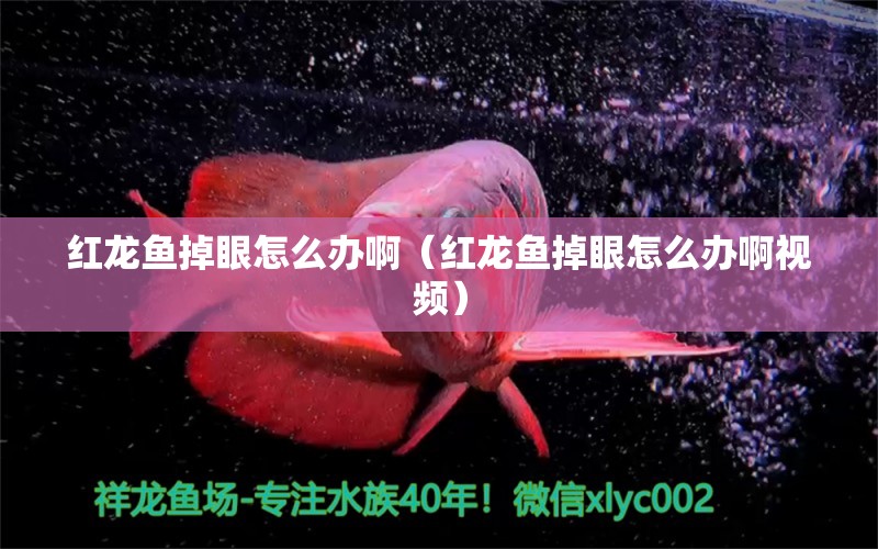 紅龍魚掉眼怎么辦啊（紅龍魚掉眼怎么辦啊視頻）