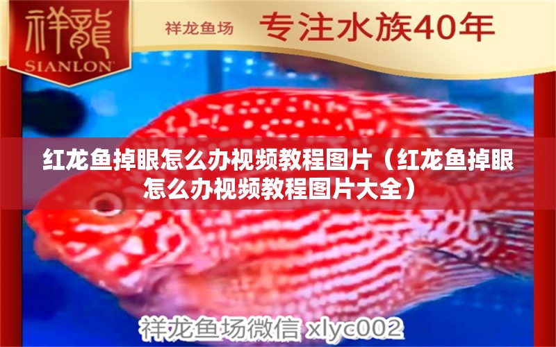 紅龍魚掉眼怎么辦視頻教程圖片（紅龍魚掉眼怎么辦視頻教程圖片大全）