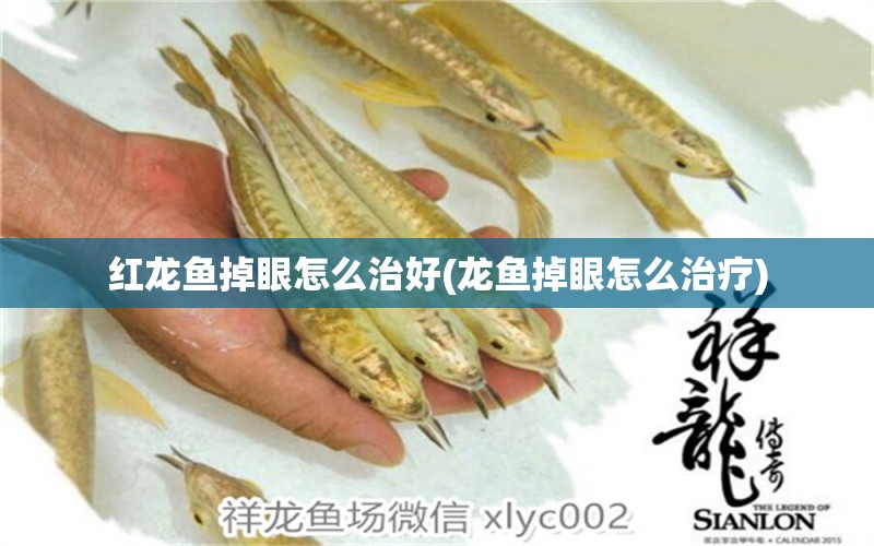 紅龍魚掉眼怎么治好(龍魚掉眼怎么治療) 非洲象鼻魚