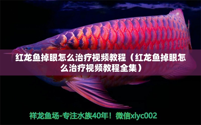 紅龍魚掉眼怎么治療視頻教程（紅龍魚掉眼怎么治療視頻教程全集）