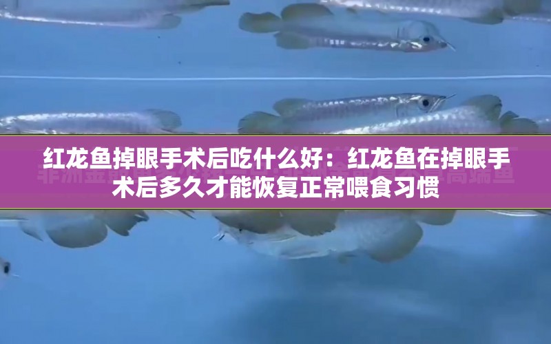 紅龍魚掉眼手術后吃什么好：紅龍魚在掉眼手術后多久才能恢復正常喂食習慣 水族問答