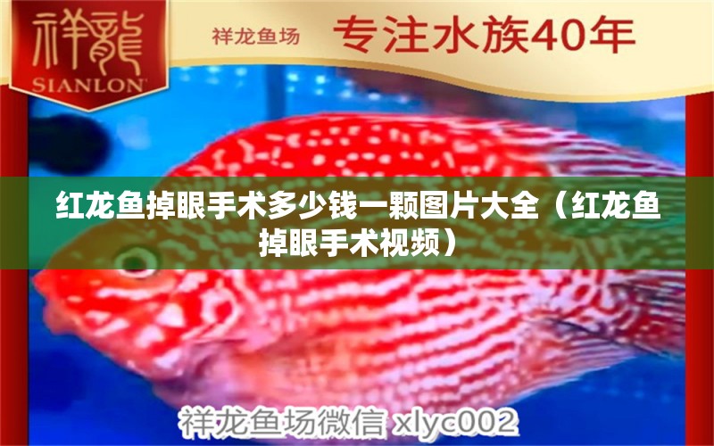 紅龍魚掉眼手術(shù)多少錢一顆圖片大全（紅龍魚掉眼手術(shù)視頻）