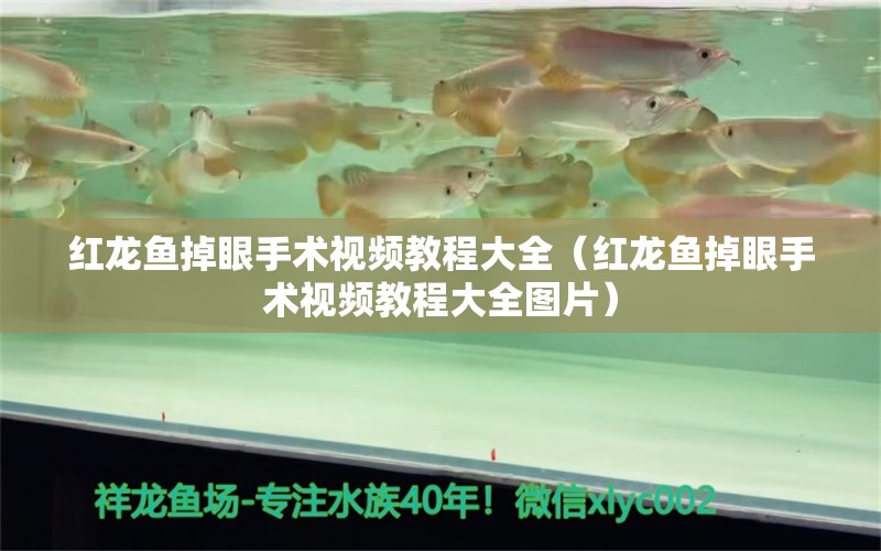 紅龍魚掉眼手術視頻教程大全（紅龍魚掉眼手術視頻教程大全圖片）