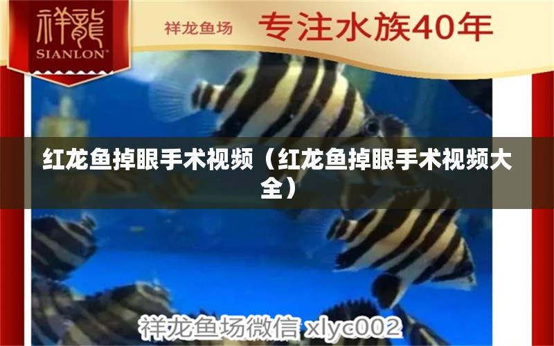 紅龍魚掉眼手術(shù)視頻（紅龍魚掉眼手術(shù)視頻大全）