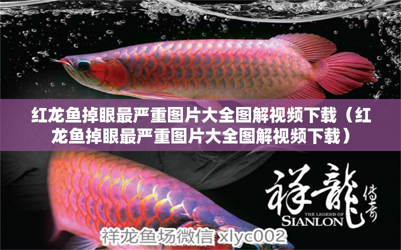 紅龍魚掉眼最嚴(yán)重圖片大全圖解視頻下載（紅龍魚掉眼最嚴(yán)重圖片大全圖解視頻下載）