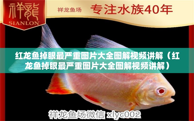 紅龍魚掉眼最嚴重圖片大全圖解視頻講解（紅龍魚掉眼最嚴重圖片大全圖解視頻講解） 龍魚百科