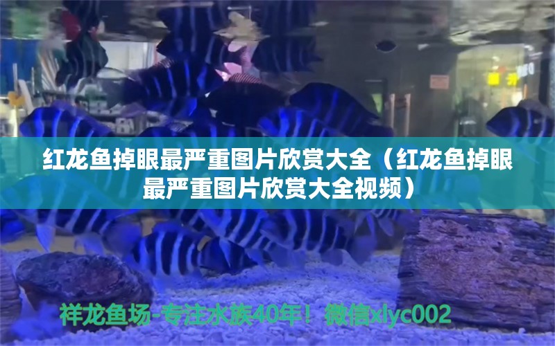 紅龍魚掉眼最嚴(yán)重圖片欣賞大全（紅龍魚掉眼最嚴(yán)重圖片欣賞大全視頻）