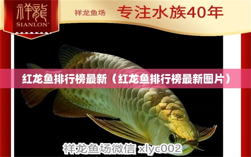 紅龍魚排行榜最新（紅龍魚排行榜最新圖片） 祥龍魚場(chǎng)品牌產(chǎn)品