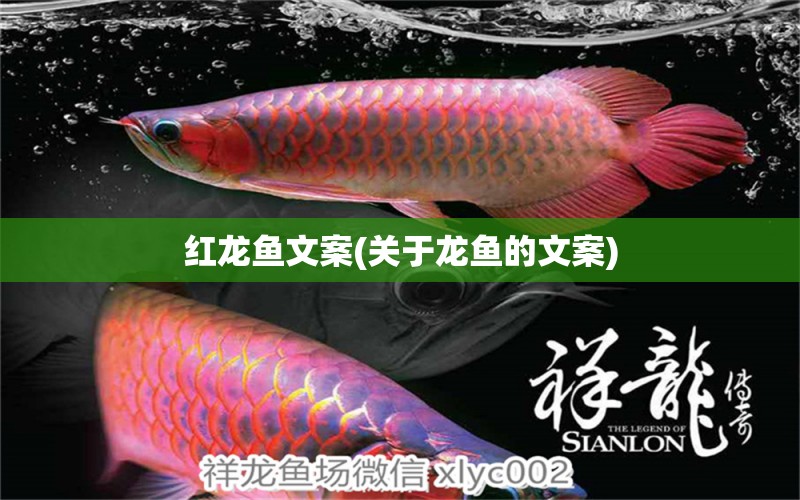 紅龍魚文案(關(guān)于龍魚的文案) 野彩魚 第1張