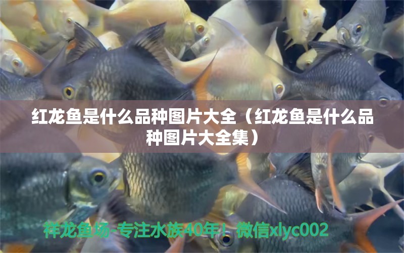 紅龍魚(yú)是什么品種圖片大全（紅龍魚(yú)是什么品種圖片大全集）