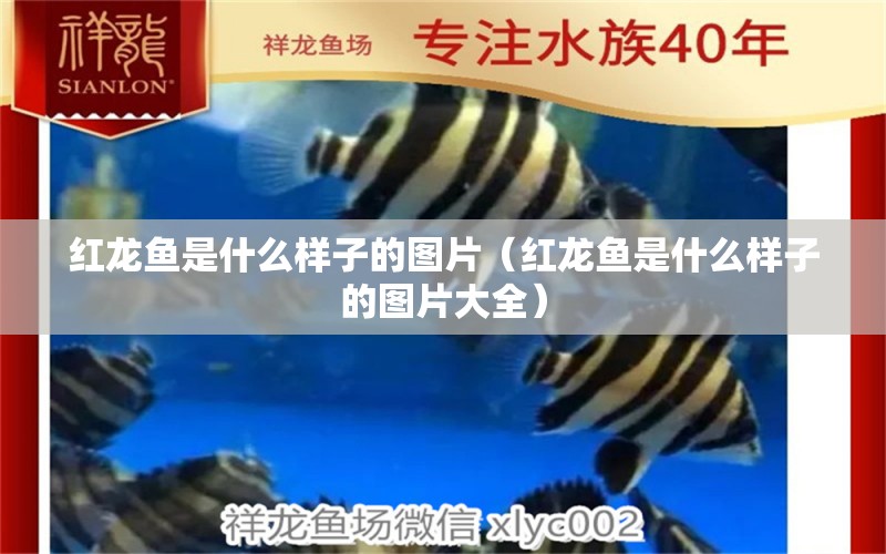 紅龍魚是什么樣子的圖片（紅龍魚是什么樣子的圖片大全） 龍魚百科