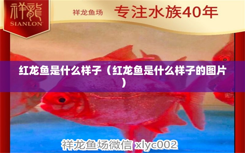 紅龍魚(yú)是什么樣子（紅龍魚(yú)是什么樣子的圖片） 印尼紅龍魚(yú)