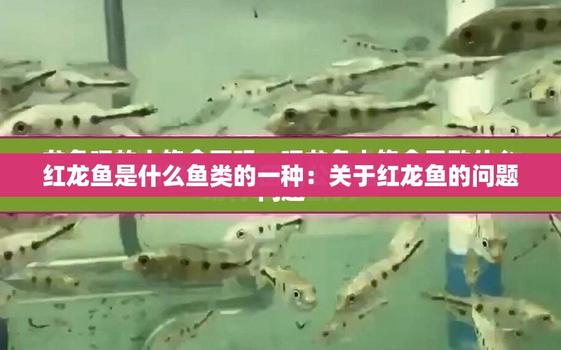 紅龍魚是什么魚類的一種：關(guān)于紅龍魚的問題 水族問答