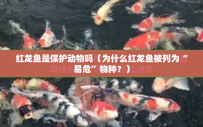 紅龍魚是保護(hù)動(dòng)物嗎（為什么紅龍魚被列為“易?！蔽锓N？） 水族問答 第1張