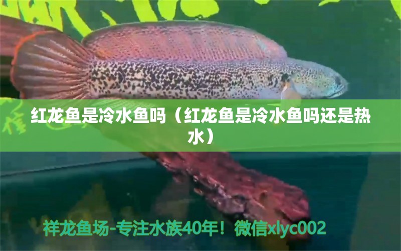 紅龍魚是冷水魚嗎（紅龍魚是冷水魚嗎還是熱水） 祥龍水族醫(yī)院