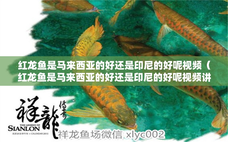 紅龍魚(yú)是馬來(lái)西亞的好還是印尼的好呢視頻（紅龍魚(yú)是馬來(lái)西亞的好還是印尼的好呢視頻講解） 印尼虎苗