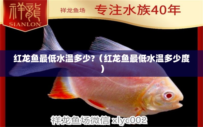 紅龍魚最低水溫多少?（紅龍魚最低水溫多少度）