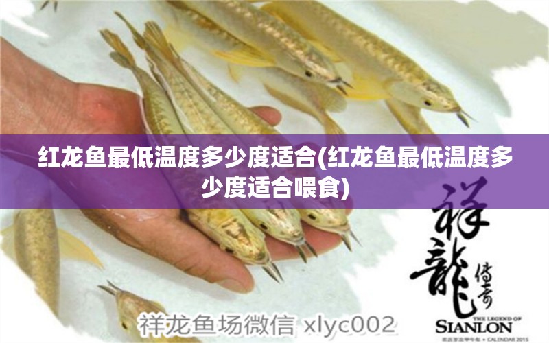 紅龍魚最低溫度多少度適合(紅龍魚最低溫度多少度適合喂食) 黃寬帶蝴蝶魚