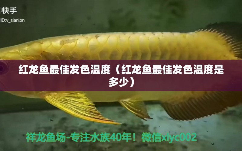 紅龍魚最佳發(fā)色溫度（紅龍魚最佳發(fā)色溫度是多少）