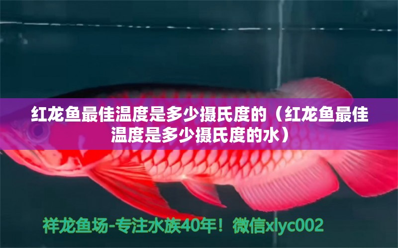 紅龍魚最佳溫度是多少攝氏度的（紅龍魚最佳溫度是多少攝氏度的水）