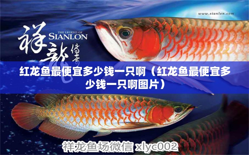 紅龍魚(yú)最便宜多少錢(qián)一只啊（紅龍魚(yú)最便宜多少錢(qián)一只啊圖片）