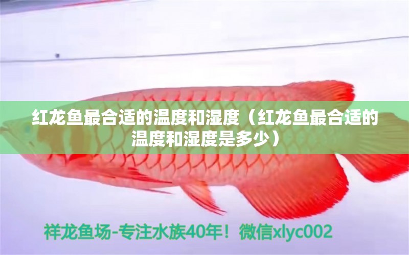 紅龍魚最合適的溫度和濕度（紅龍魚最合適的溫度和濕度是多少）