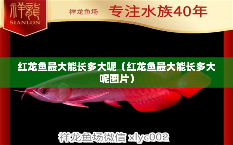 紅龍魚最大能長多大呢（紅龍魚最大能長多大呢圖片） 印尼紅龍魚