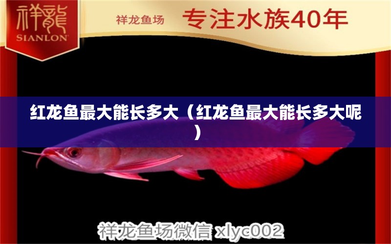 紅龍魚最大能長多大（紅龍魚最大能長多大呢）