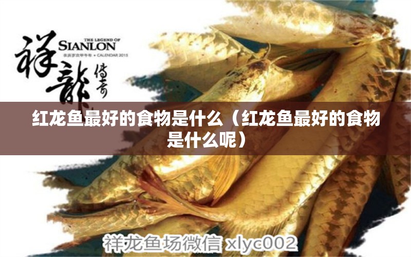 紅龍魚(yú)最好的食物是什么（紅龍魚(yú)最好的食物是什么呢） 印尼紅龍魚(yú)